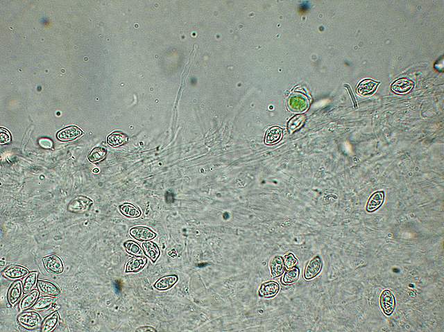 Clitopilus spec.     Cod.: 1518-08